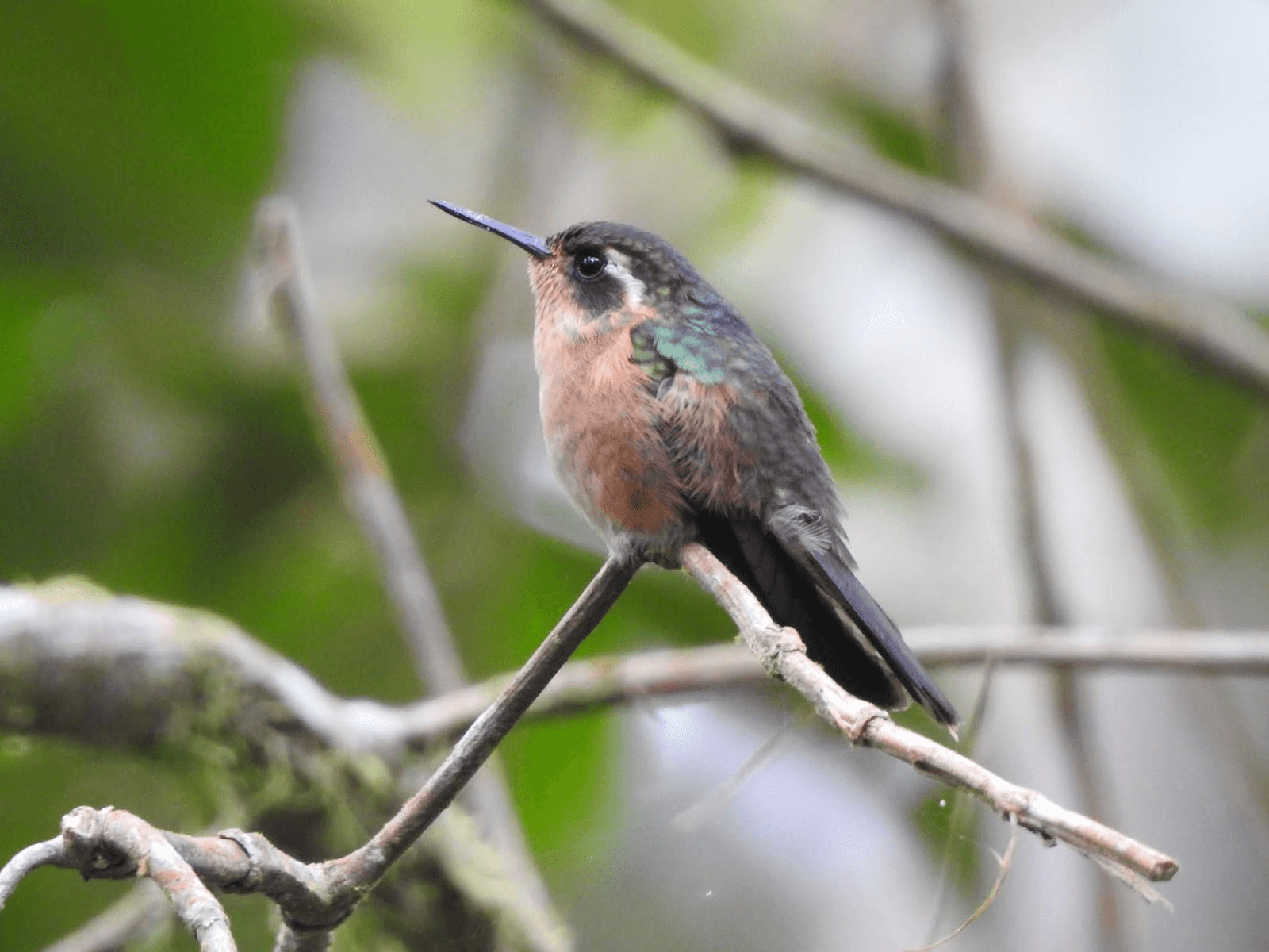 Avistamiento de aves